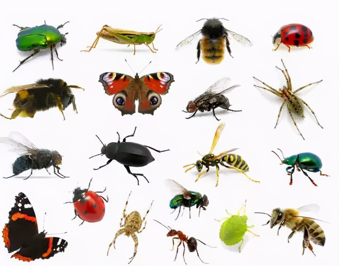 你对这些观赏性昆虫了解多少？