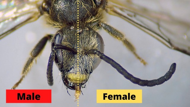 另类雌雄同体：一半雌一半雄的汗蜂，是自然怪胎还是全新物种？
