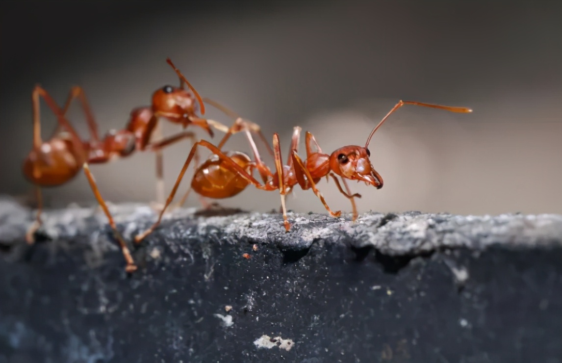 为什么红火蚁会被中国列为“最危险入侵物种”？