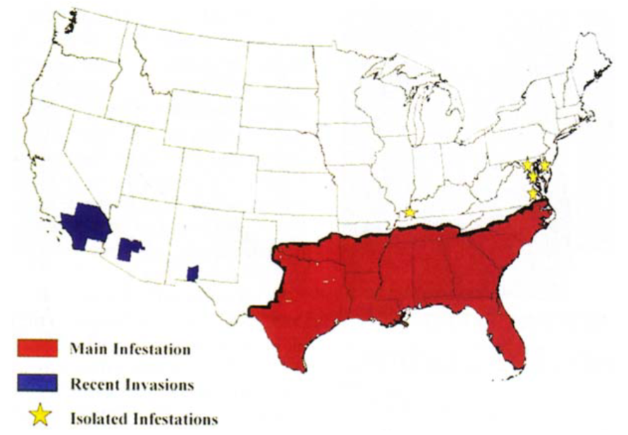 为什么红火蚁会被中国列为“最危险入侵物种”？