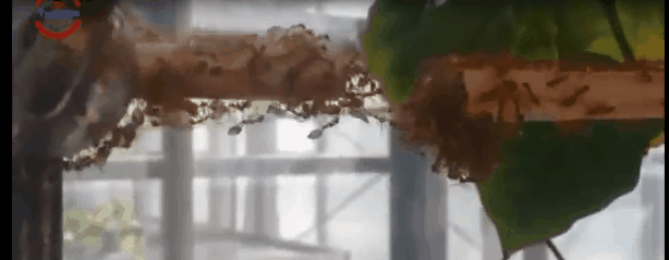 蚂蚁搭桥进攻蜂巢，抱团成岛自救，叶峰幼虫化身巨大“怪虫”