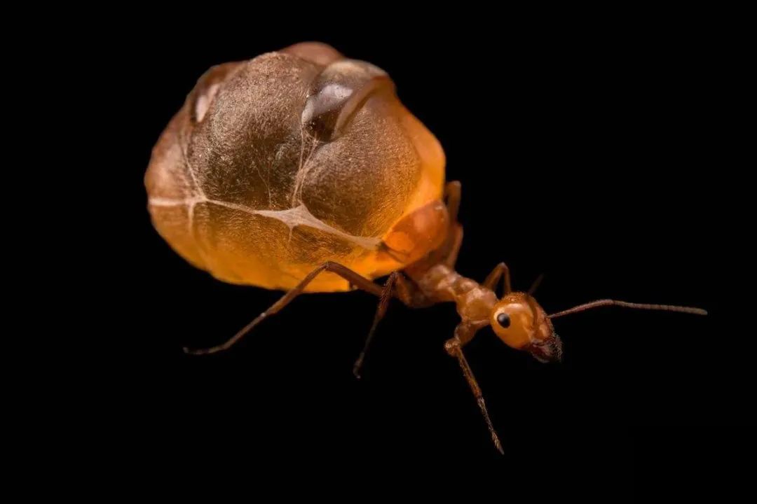 自杀式储存食物的蚂蚁你见过吗？肚子大的像一个个晶莹剔透的葡萄