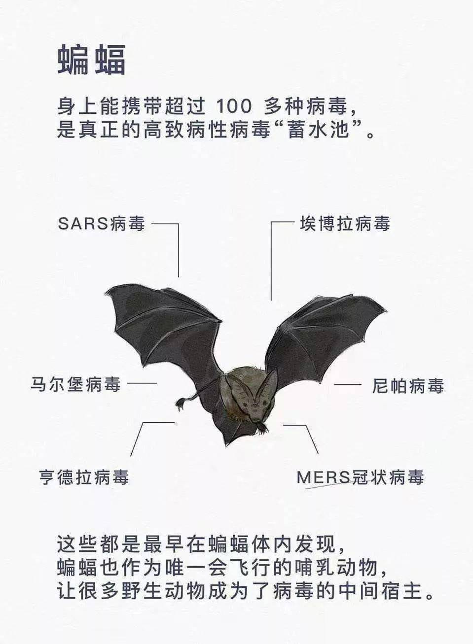 太反常了！四川德阳出现大量蝙蝠，黑压压一片，是灾难前兆吗？