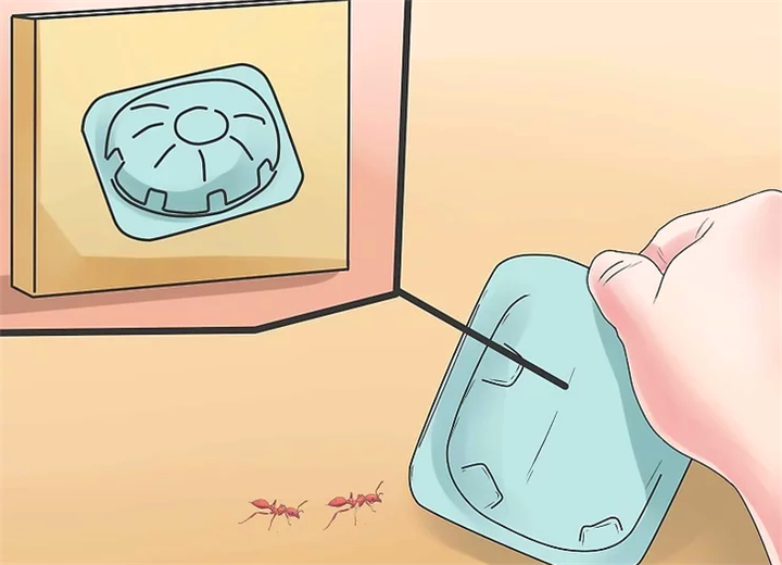 墙角有蚂蚁成群结队？4个简单小方法，让你家里一只蚂蚁也见不到