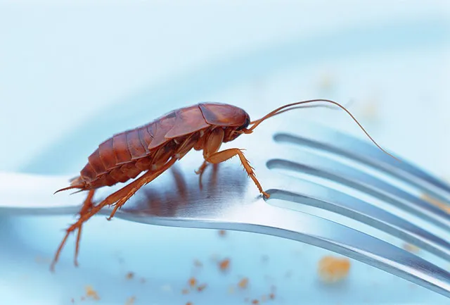 蟑螂在家里最喜欢的活动区域是哪里？