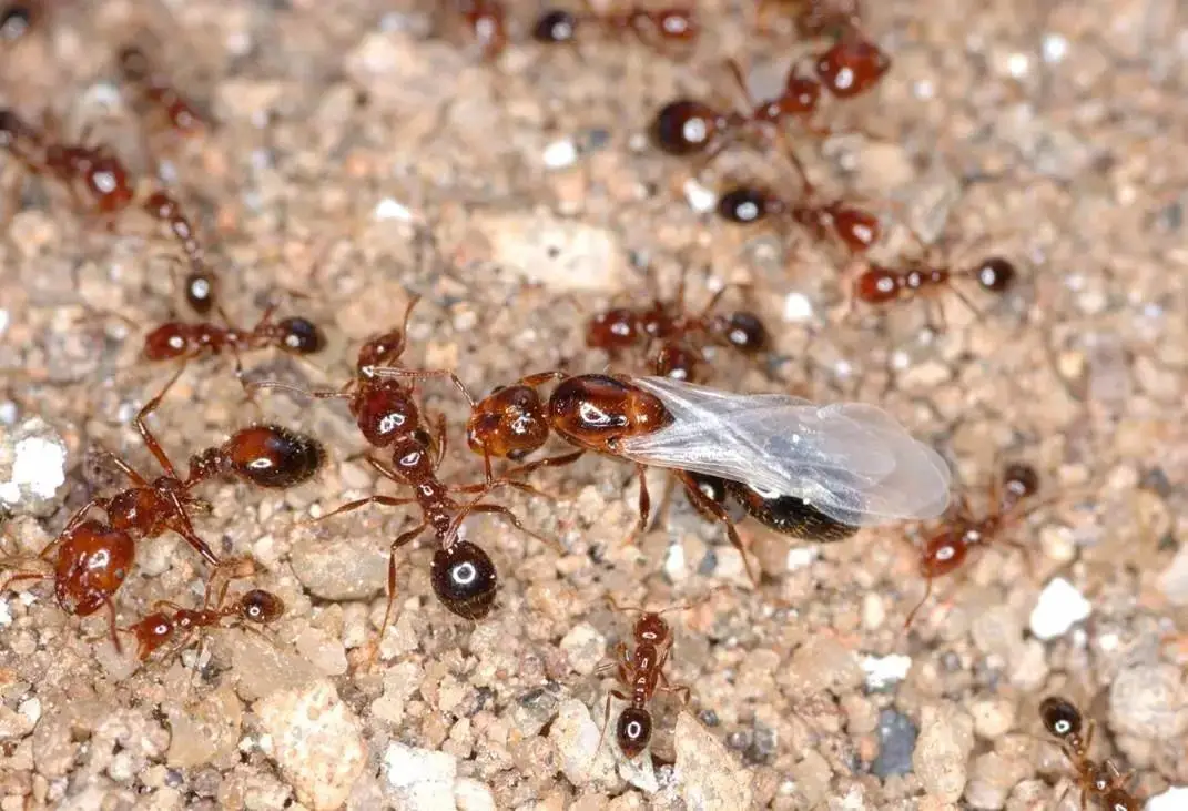 致命的红火蚁，有多可怕？
