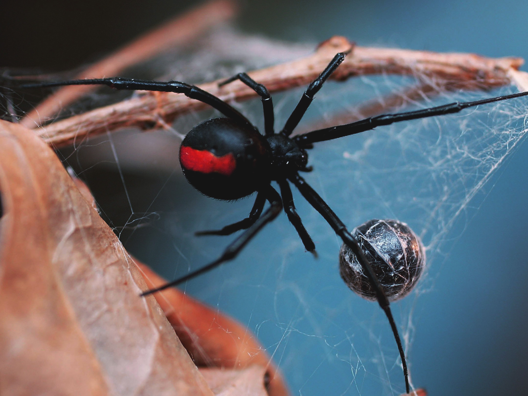 为什么明明会被雌性吃掉，雄性蜘蛛还前仆后继地往它身边凑？