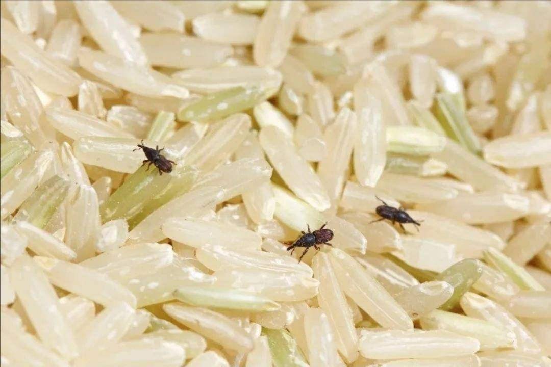 米和面为什么会无缘无故长虫？其实你吃的饭都可能含有虫卵