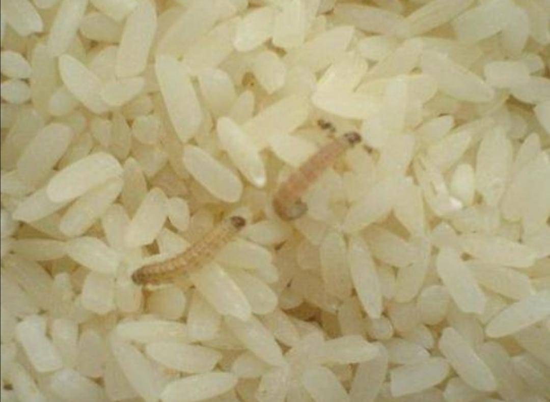 米和面为什么会无缘无故长虫？其实你吃的饭都可能含有虫卵