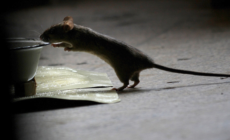 怎么毒也不会灭绝，老鼠的防毒能力有多强？4道工序后才会进食