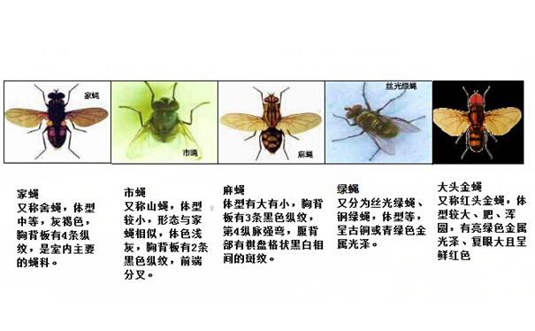 苍蝇的种类图片