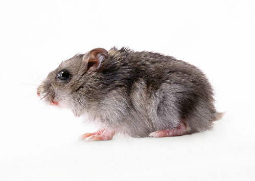 带你了解一下鼠类的生活史。。。