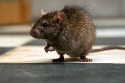 带你了解一下鼠类的生活史。。。