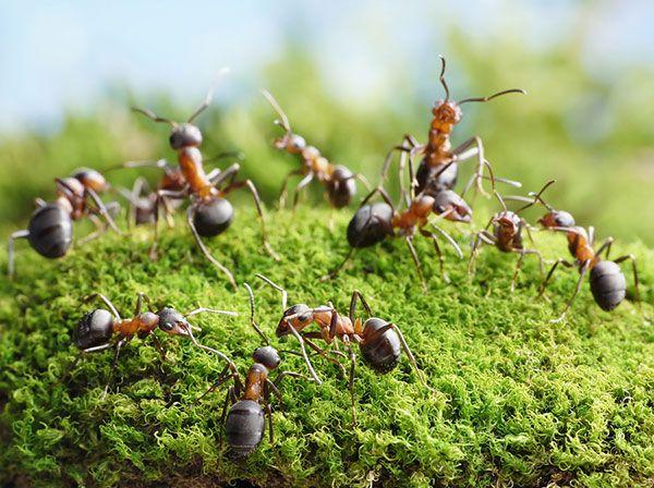 这些关于蚂蚁的惊人事实，或许将刷新你对蚂蚁的认识