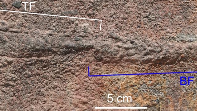 中国科学家发现一条“虫印”，证明5.39亿年前的生物能移动