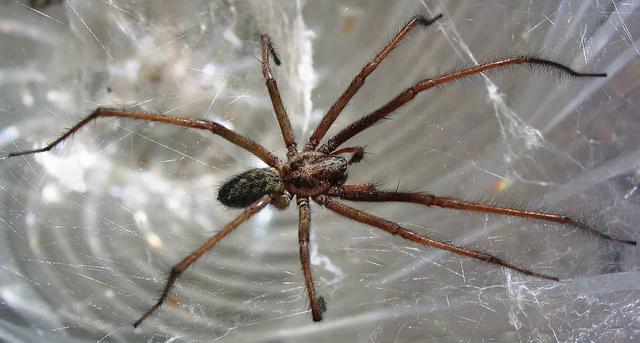 漏斗形蛛网的蜘蛛是什么?它是好是坏