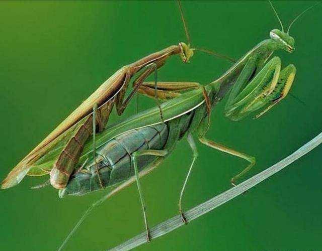 雌螳螂吃雄螳螂时，雄螳螂为什么不跑？绝不是因为爱情