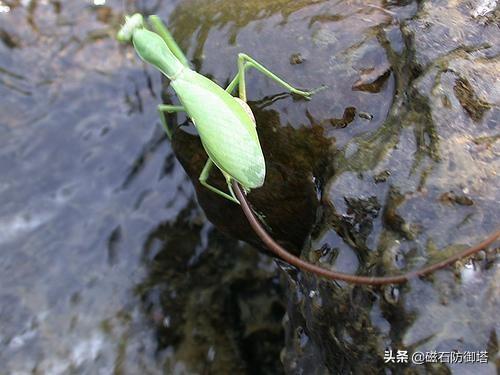 科幻电影中的精神控制者，在动物界是真实存在的哟！——铁线虫