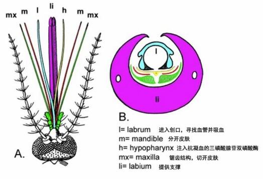 关于蚊子吸血，你不知道的秘密