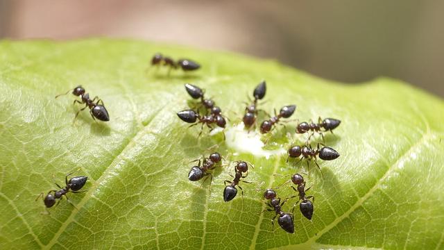 蚂蚁真的是二维生物吗？它们真的感受不到人的存在吗？