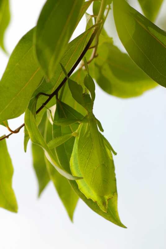 翅膀的出现改变了昆虫，昆虫翅膀除飞行外还有何妙用