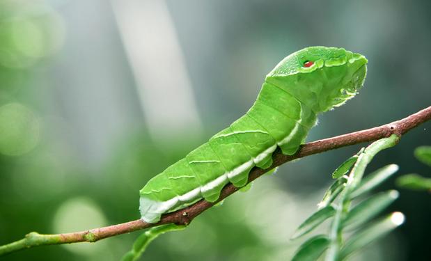 你是一条猪儿虫 猪儿虫