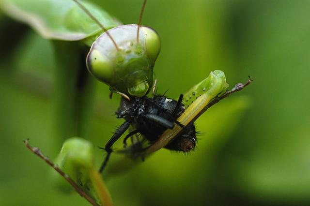 不要小瞧昆虫，他们可是在自然界活的最“潇洒”的生物