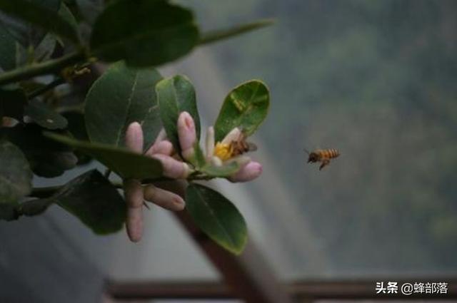 繁衍1.3亿年的蜜蜂，它们是如何防御病毒的？方法值得学习