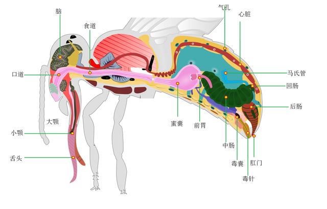 无法从表面观察的蜜蜂疾病，更高级的诊断方式，观察蜜蜂消化系统