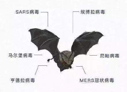 帮帮科普：蝙蝠为什么这么“毒”，自己却没事？