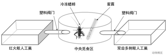 无敌的红火蚁谁能阻挡？这种黑蚂蚁或有希望