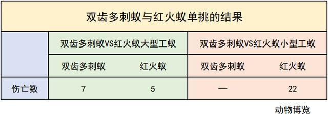 无敌的红火蚁谁能阻挡？这种黑蚂蚁或有希望