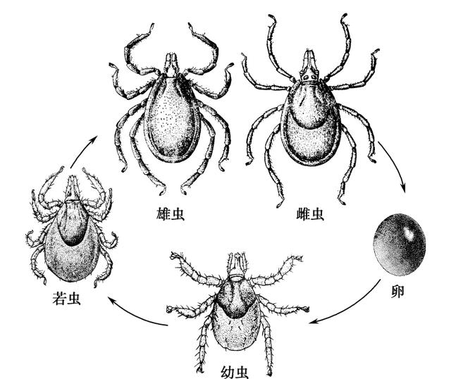 硬蜱虫结构示意图图片