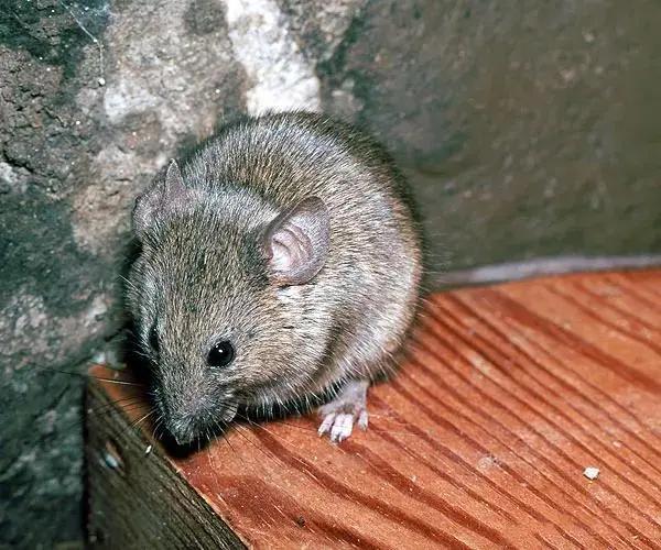 中国老鼠种类图片
