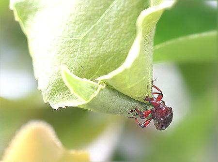 象鼻虫宝宝图片