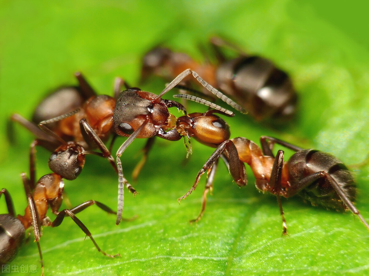 蚂蚁搭桥进攻蜂巢 抱团成岛自救 叶峰幼虫化身巨大 怪虫 帮帮拜思特连锁集团