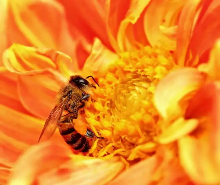 蜜蜂有什么能力 听说蜜蜂有什么能力