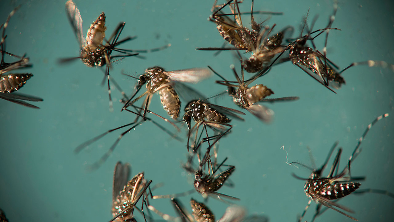 苍蝇蚊子轮班倒的图片图片