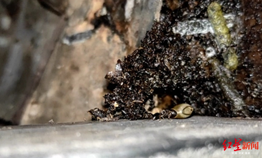 中国巨竹节虫的“大算盘”：诱蚂蚁做苦力 又搬卵、又孵化