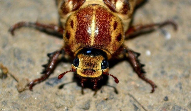 6个关于蟑螂可怕的事实，一种坚不可摧的虫子，正在翻你的柜子里
