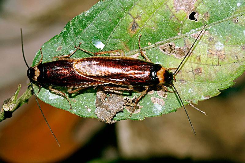 6个关于蟑螂可怕的事实，一种坚不可摧的虫子，正在翻你的柜子里