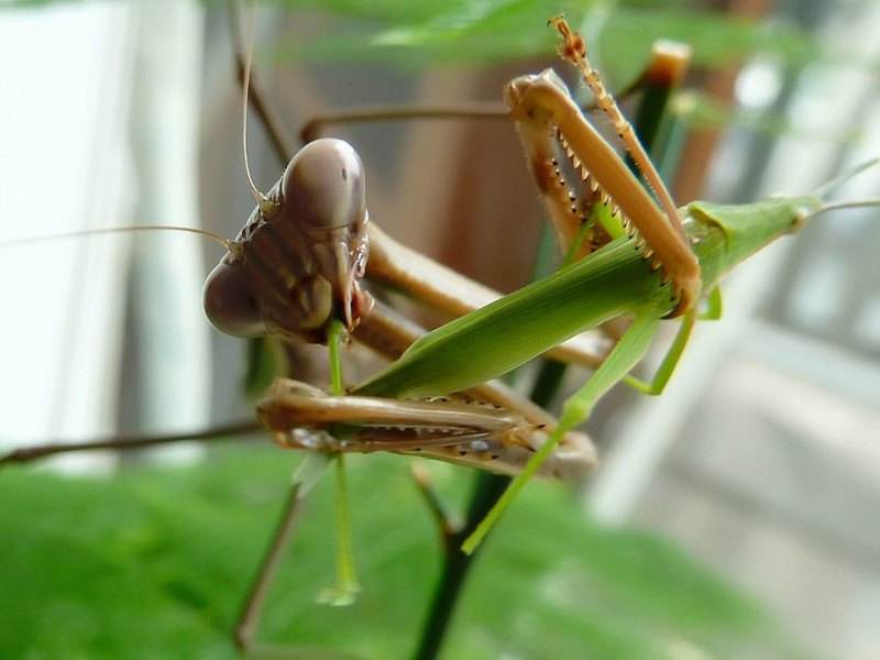 螳螂交配完，公螳螂会被母螳螂吃掉，是心甘情愿，还是迫不得已？