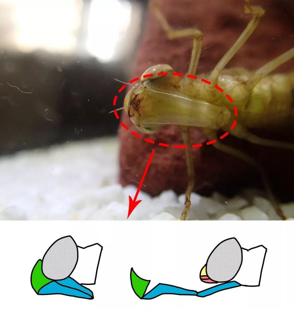 蜻蜓口器图图片