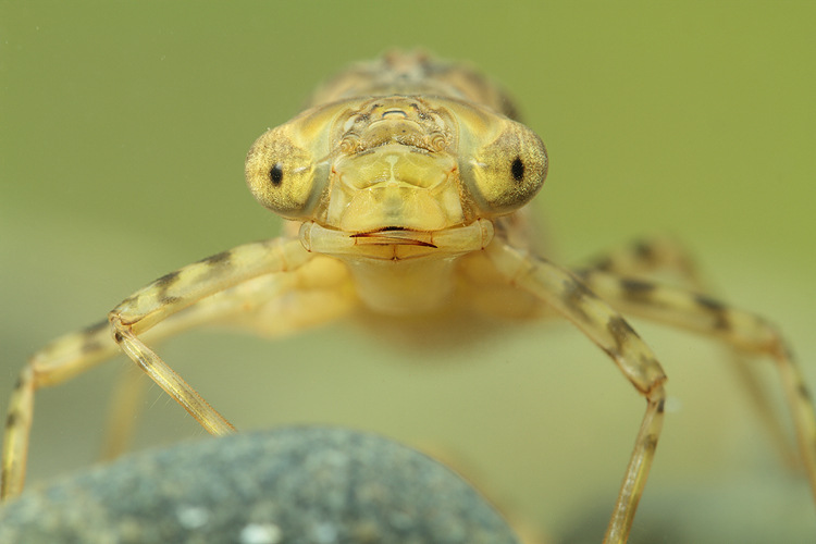 "异形"原型？水下又一凶猛昆虫出现，原来是蜻蜓稚虫——水虿
