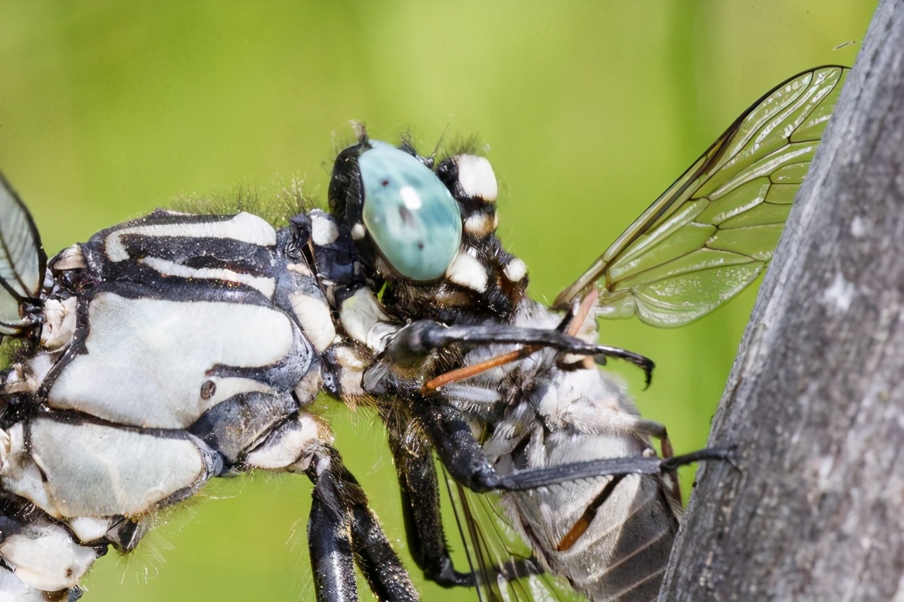 最被低估的昆虫：蜻蜓，飞行界的真正王者，捕猎成功率高达95%