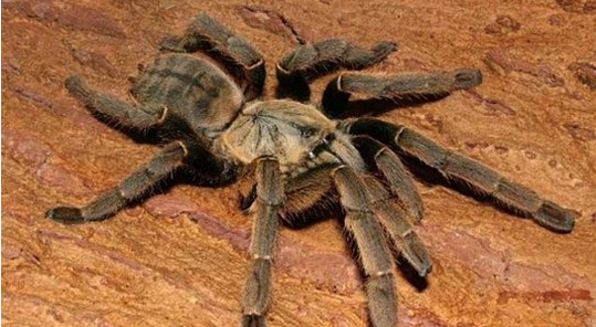 虎纹捕鸟蛛凭什么叫“世界毒王”，是蜘蛛毒比蛇毒更可怕吗？