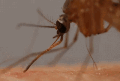 蚊子本身有血液吗？吸血竟不是为了填饱肚子