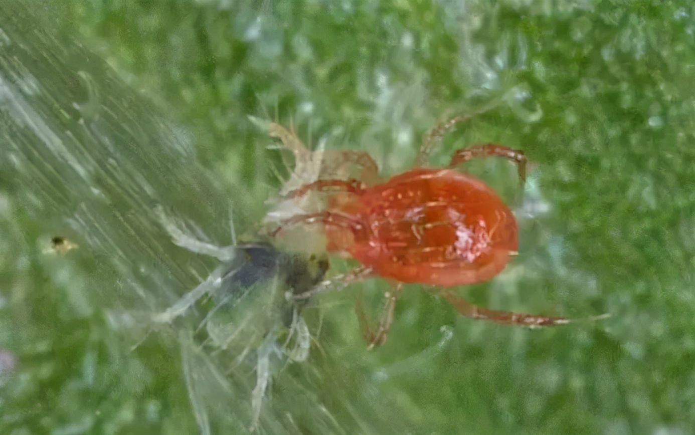 为什么红蜘蛛难杀死？