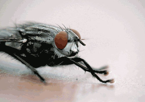 苍蝇为什么要把头拧下来玩？无头苍蝇为什么还能存活？