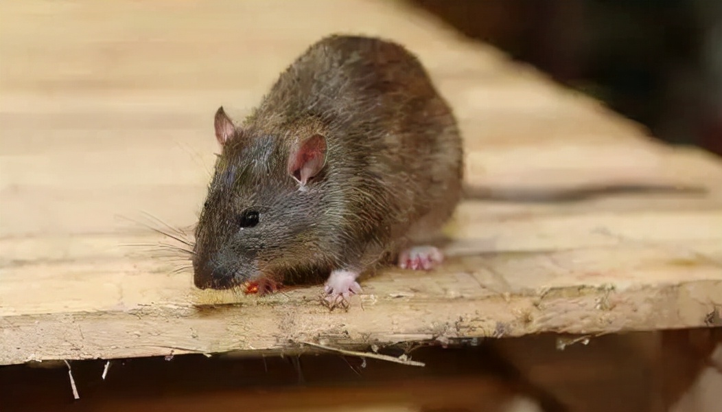 如果地球上的老鼠全部消失，对人类有什么影响吗？